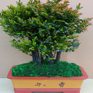 常青盆栽 名贵小叶紫檀盆景树桩室内花卉植物办公桌面绿植树苗四季
