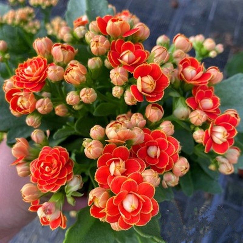 大花花盆栽重瓣花卉四季开花室内桌面植物绿巴黎大花苞,鲜花速递/花卉仿真/绿植园艺,时令草本花卉,淘宝优惠券,粉丝福利购,淘宝优惠卷