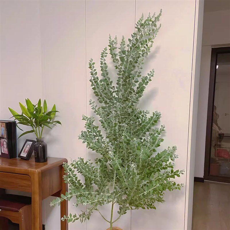 银叶北合欢树苗别墅庭院地栽盆栽耐寒金欧风客厅大型植绿室内盆栽