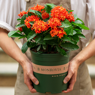 橘色龙船花盆栽室内阳台室外花园四季开花好养植物绿植花卉带花苞