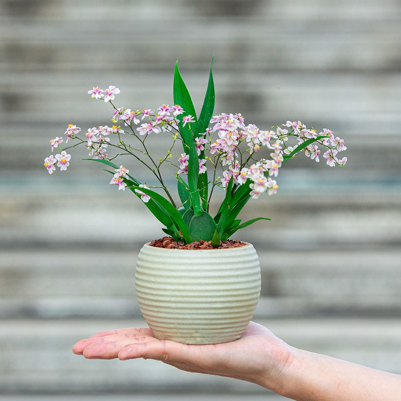 文心兰盆栽带花苞植物花卉室内办公桌面小绿植适合懒人养的花