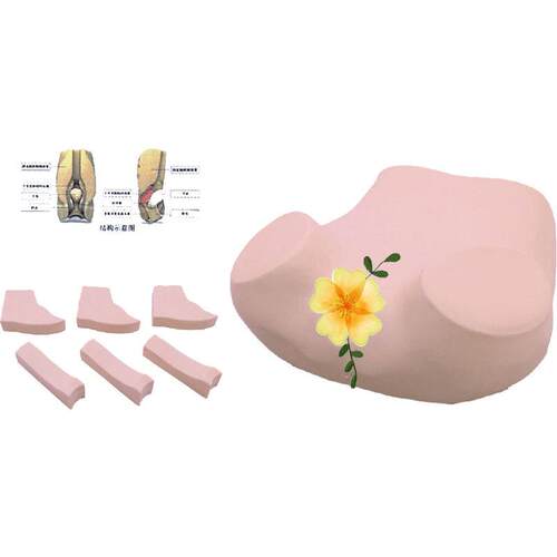 穿佳悦科教阴后穹窿刺模型道5F1