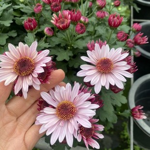 千头菊盆栽大苗 秋菊糖果球菊乒乓菊带花苞发货耐寒好养