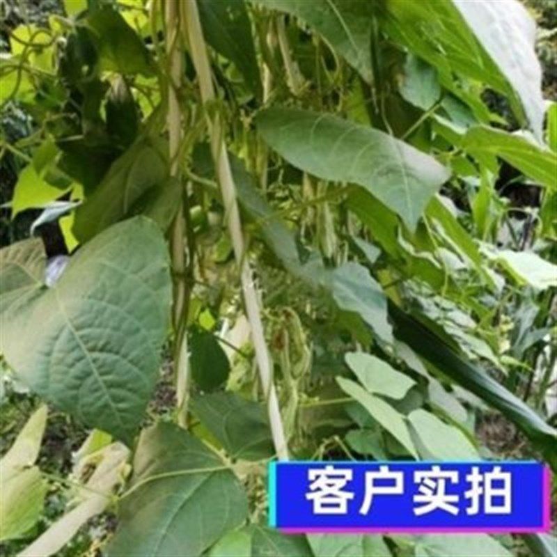 蔬菜大小拱棚支架玻璃纤维棒多肉遮阳防虫拱杆葡萄避雨棚大棚骨架,农机/农具/农膜,温室大棚支架,淘宝优惠券,粉丝福利购,淘宝优惠卷
