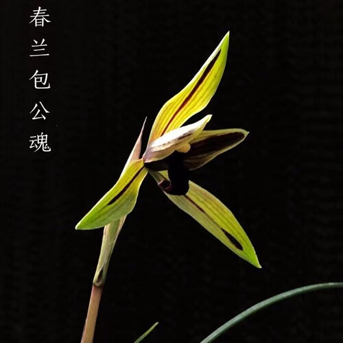 三香兰花苗浓贵公魂板桥遗墨刘名红新津客厅室内庭院花