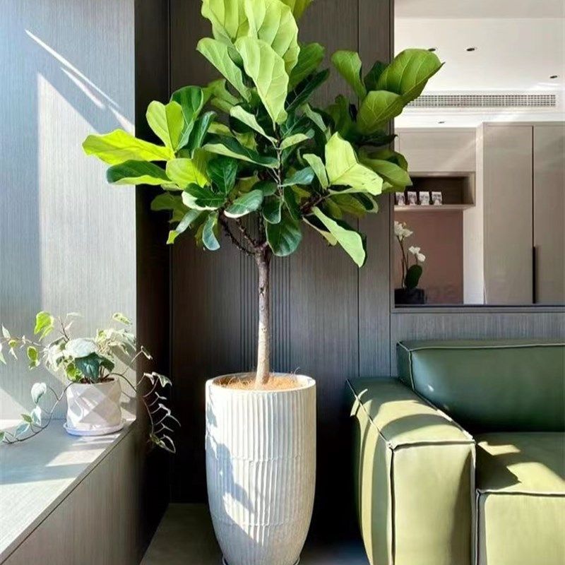 榕盆栽空内大型绿植养厅好客活植物除甲醛净化室气绿植