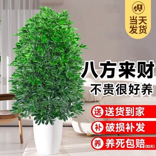 鸭脚木八方来财树植物发财树大盆栽客厅绿植大型室内花卉四季好养