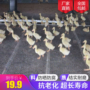 塑料土工格栅养殖网拦鸡网养鸡鸭护栏围栏网鸭床网方格安全防护网