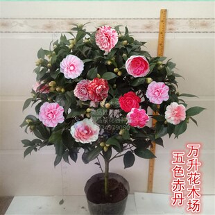 五色赤丹多盆栽带苞 一树品色 高档多种  色