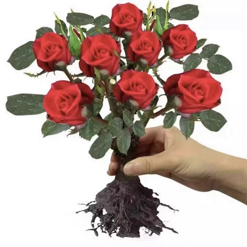 玫瑰花苗老桩四季易种盆栽地栽花卉观花植物室内外花月季花树苗