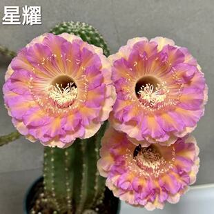 毛花柱彩草杂交仙人球稀有席克氏开大花植物防辐射懒人阳台多肉