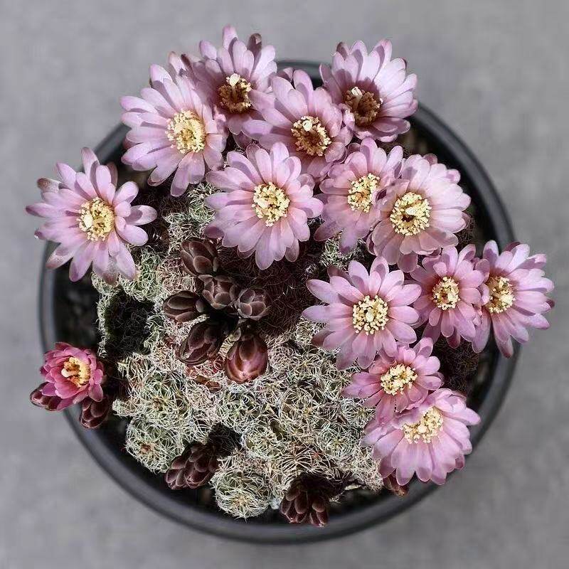 樱花罗星丸 裸萼球属 易开花开群花好养多头仙人球