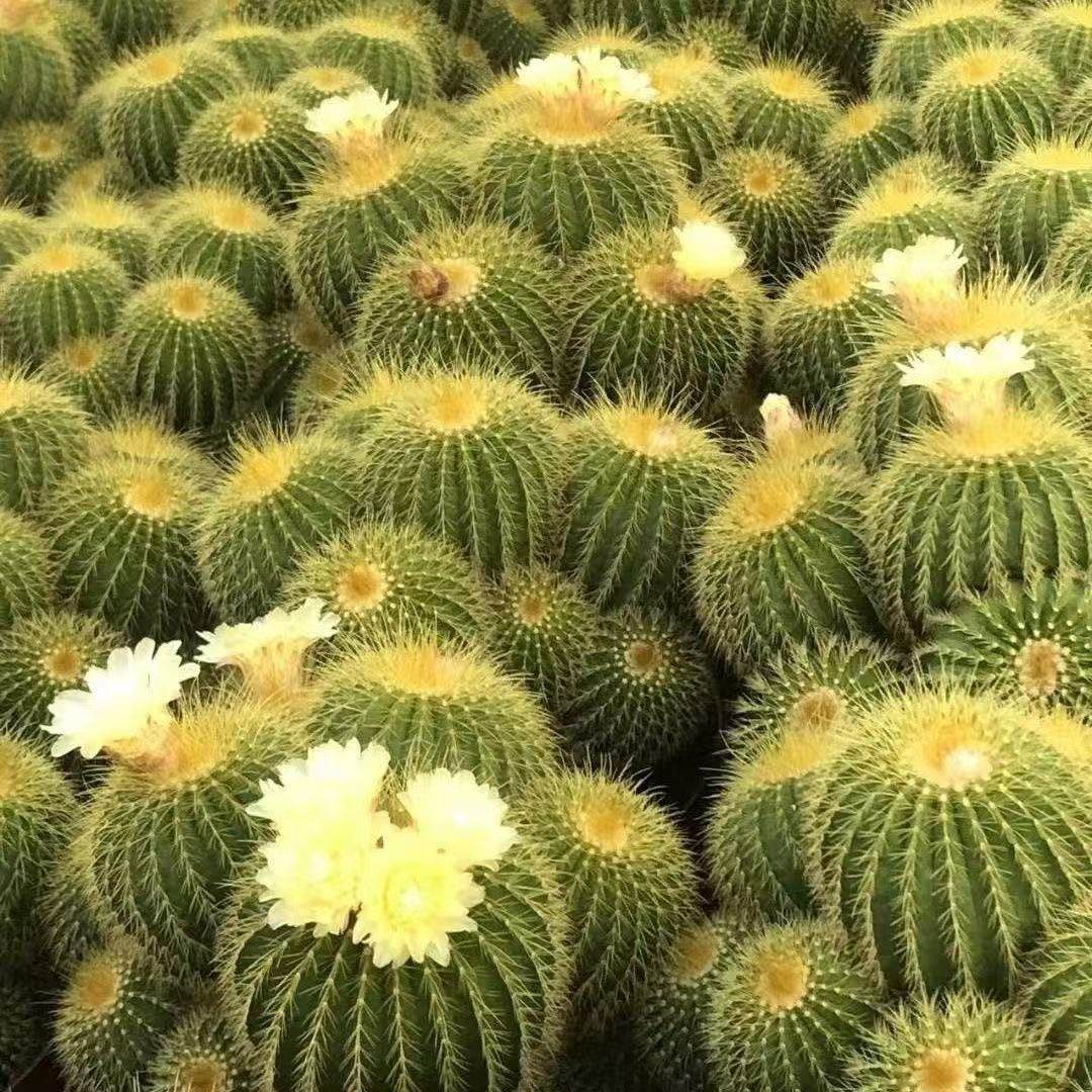 金冠群生多头室内易活多肉开花仙人球盆栽绿植阳台防辐射懒人茉莉,鲜花速递/花卉仿真/绿植园艺,多肉植物,淘宝优惠券,粉丝福利购,淘宝优惠卷