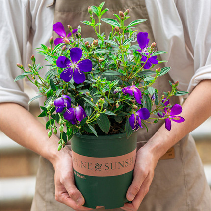 巴西牡丹花盆栽室内阳台室外庭院四季开花好养植物花卉紫色带花苞