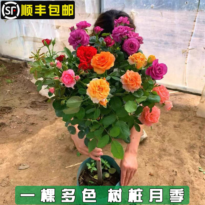 四季开花树桩月季棒棒糖树月状季蔷薇苗爬藤状树藤欧月花卉