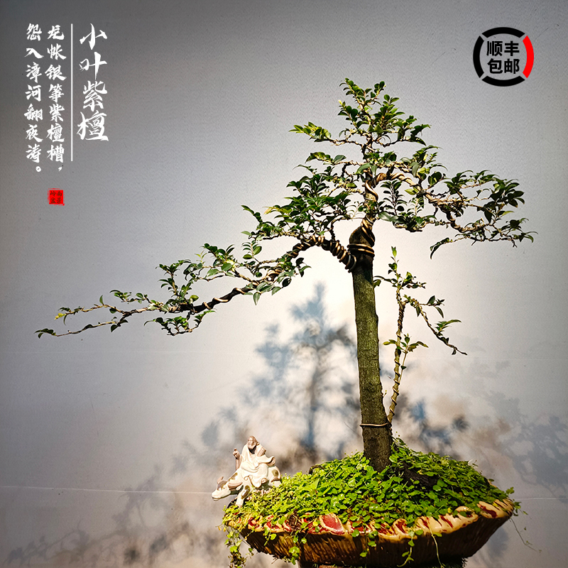 小叶紫檀盆景客厅好养树桩黑骨茶植物室内耐寒绿植盆栽