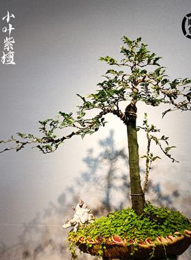 小叶紫檀盆景客厅好养树桩黑骨茶植物室内耐寒绿植盆栽