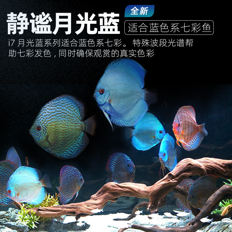 蓝彩鱼专用灯红色七色观赏灯鱼缸色防水增艳增灯灯