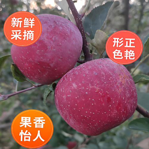 包邮大凉山卫城盐源丑苹果