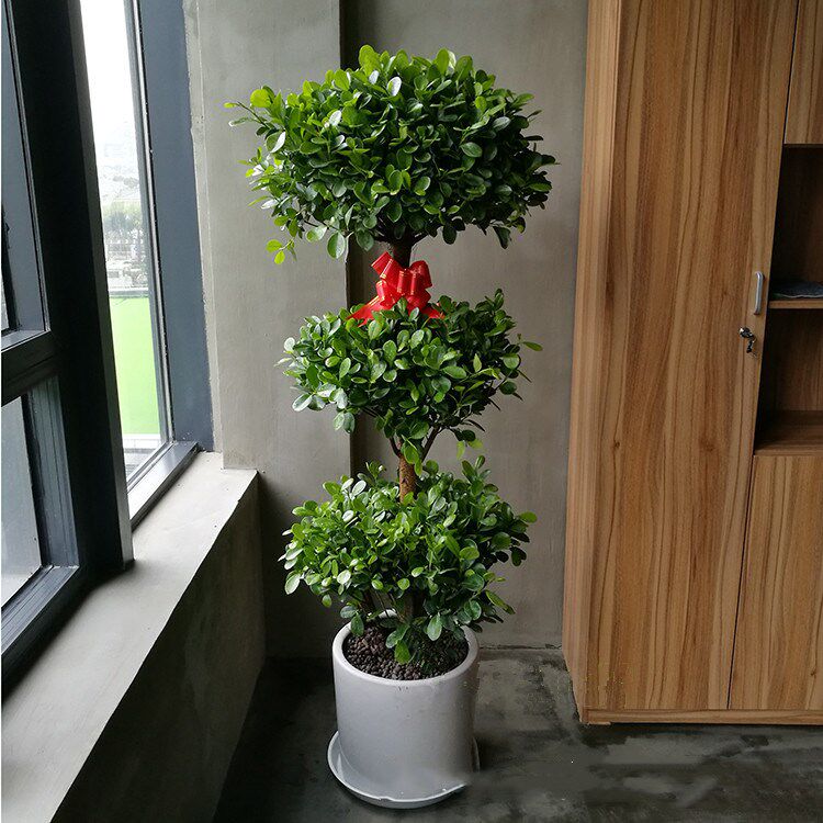 办公室摇钱树观叶绿植植物层卉 空厅盆栽 3花金钱树净化客气