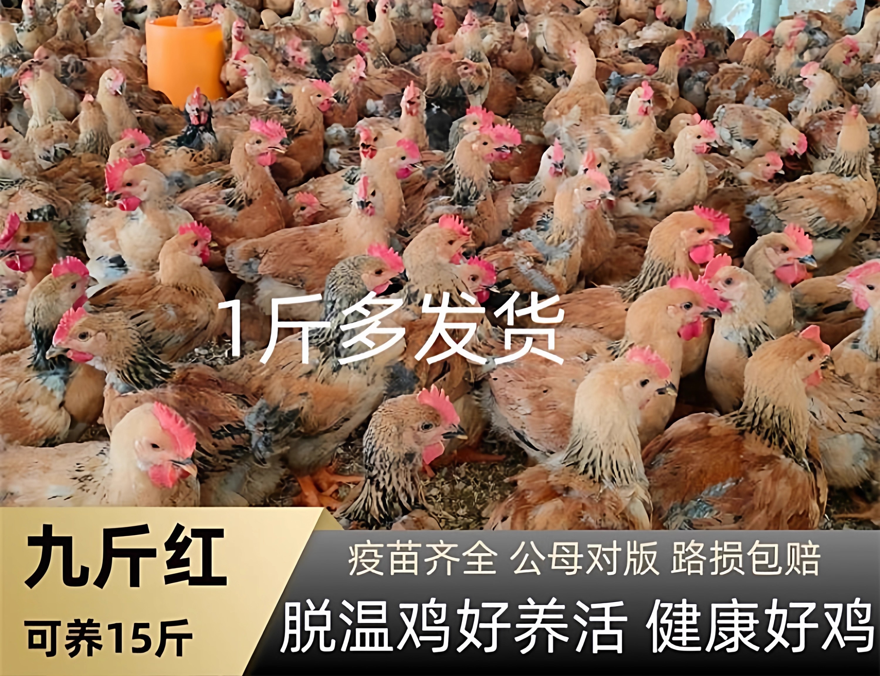 K9九斤红鸡苗脱温鸡好养活疫苗齐全公母对版路损包赔健康