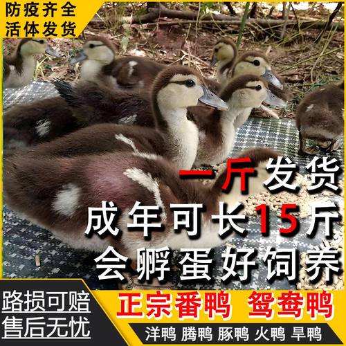 正宗一斤特大种黑番鸭活苗