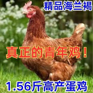 活鸡苗海兰褐海兰灰鸡海澜褐青年鸡苗土鸡活体1.56斤高产蛋鸡种鸡