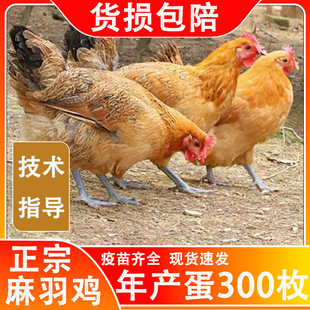 鸡活苗一斤纯种麻羽鸡母鸡苗农村散养土鸡苗小鸡活苗高产活体幼苗