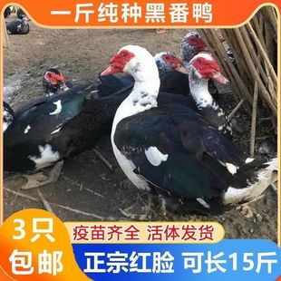 1斤正宗黑番鸭活苗纯种红脸番鸭特大号鸳鸯鸭子西洋鸭非洲雁旱鸭