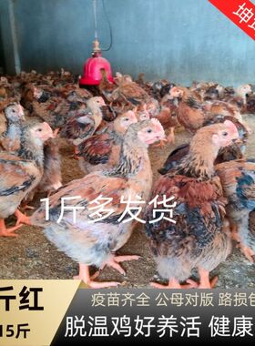 一斤多大种K9鸡苗大脚散养公鸡母鸡882大型901鸡苗大型鸡苗现货