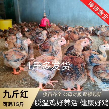 一斤多大种K9鸡苗大脚散养公鸡母鸡882大型901鸡苗大型鸡苗现货