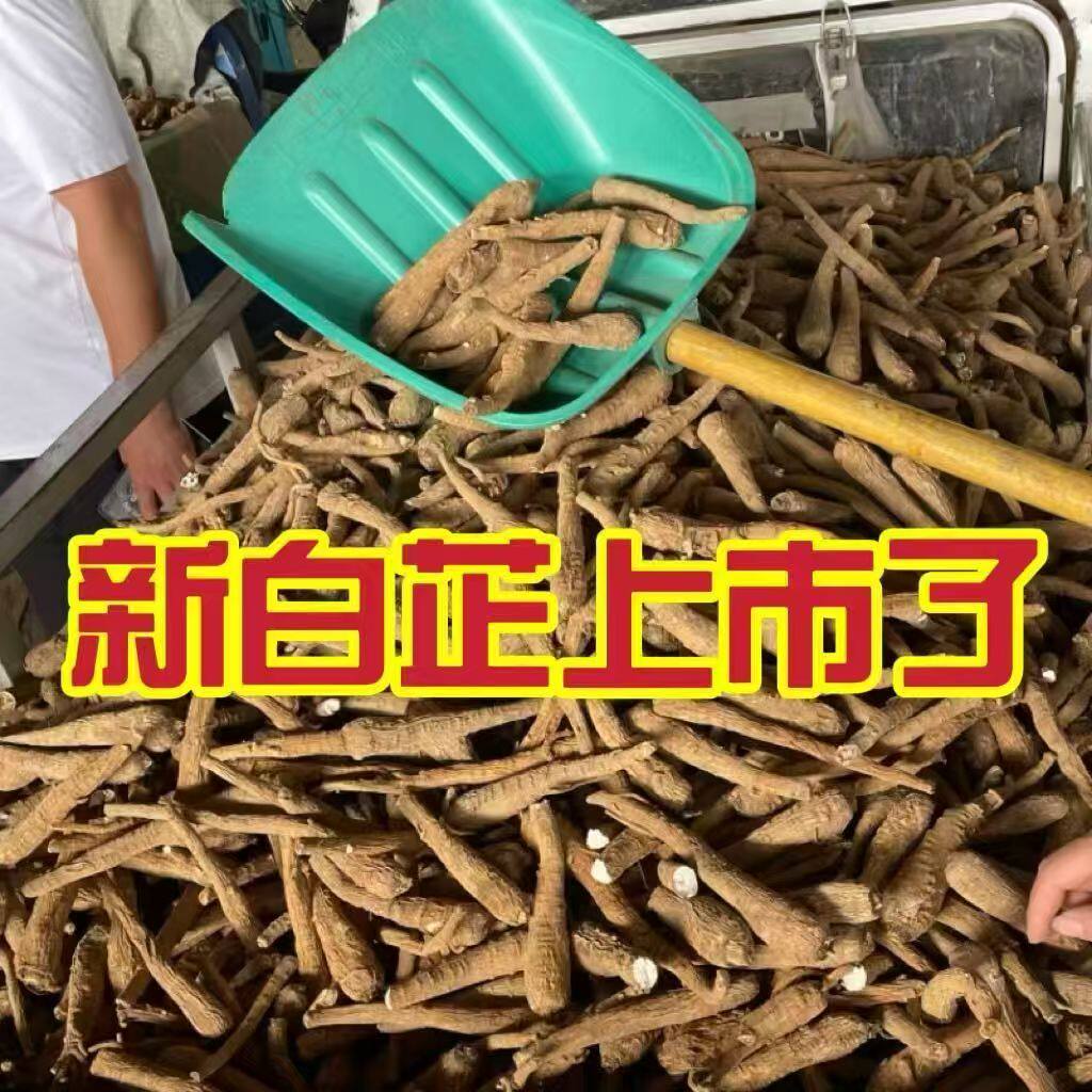 无硫白芷根去腥解腻炖羊汤