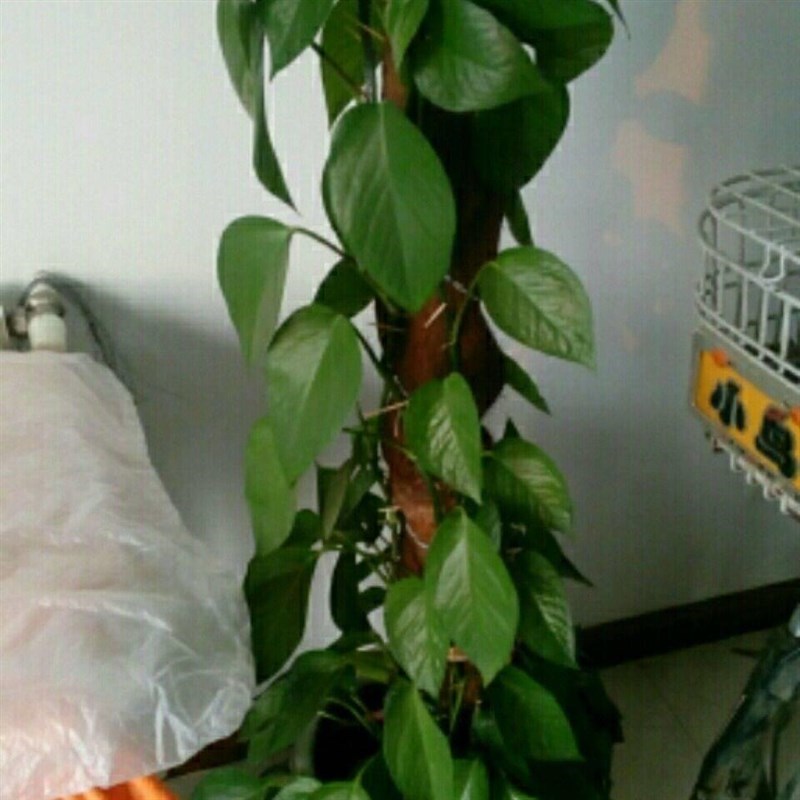 大叶绿萝【十颗插条】柱养爬藤垂盆绿萝苗圆你一个DIY 盆景梦