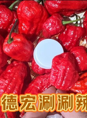 云南芒市新鲜涮涮辣爆辣魔鬼椒