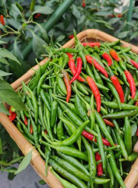 正宗云南当季青红小米辣指天椒小米椒现摘新鲜青辣椒朝天椒鲜椒