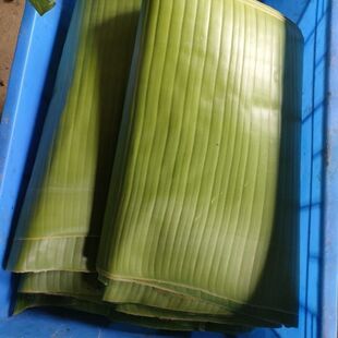 云南芭蕉叶香蕉叶泰式包烧饭摆盘糍粑粽子糯米鸡年糕芭蕉叶新鲜