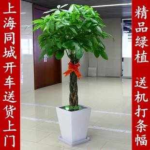 五念 新辫发绿树盆栽室内客厅大型财植植物净化空气招财树