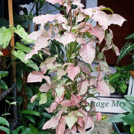 粉色恋人花果盆 ns植物桌面绿植合卉芋栽四季水培植物