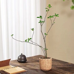 海岛春花绿植盆栽造型植物盆景室内装饰茶空间中院风庭古净化空气