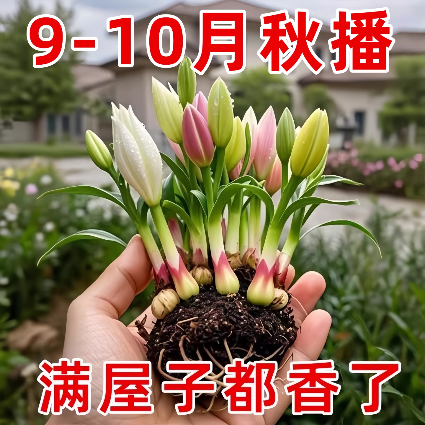 香水百合种球四季好养盆栽带花苞口进重瓣百合花球种子花苗鲜花卉