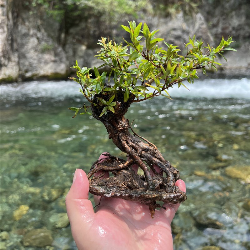 水杨梅精品老桩飘枝碳化水培植物鱼缸造景丛林桩盆栽绿植假山造景