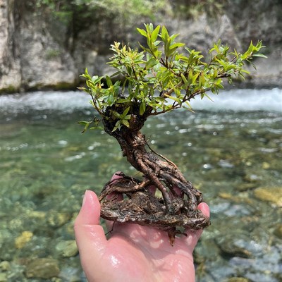 水杨梅精品老桩飘枝碳化水培植物鱼缸造景丛林桩盆栽绿植假山造景