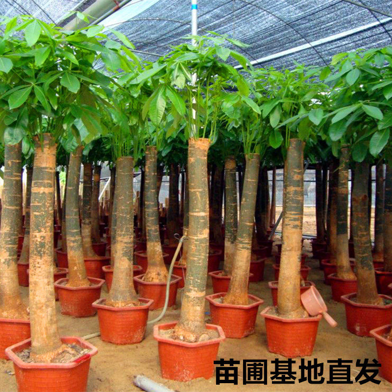 发财树苗盆栽大小四厅绿植室内辩子独干招财化季常青净客空气花卉