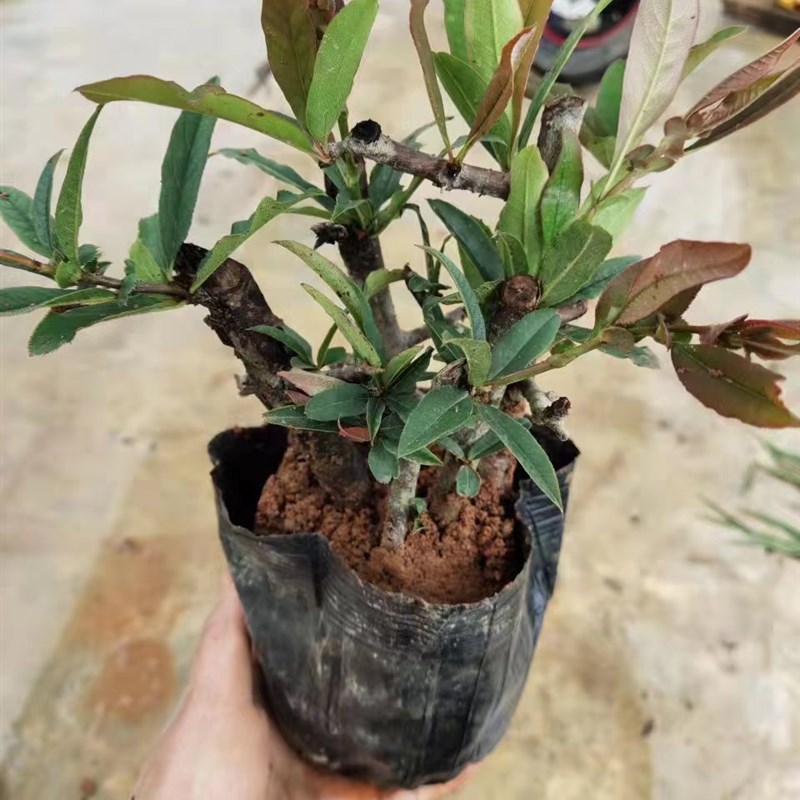 云南酸木瓜树苗皱皮木瓜海棠盆栽海棠老树桩盆景庭院种植木瓜苗