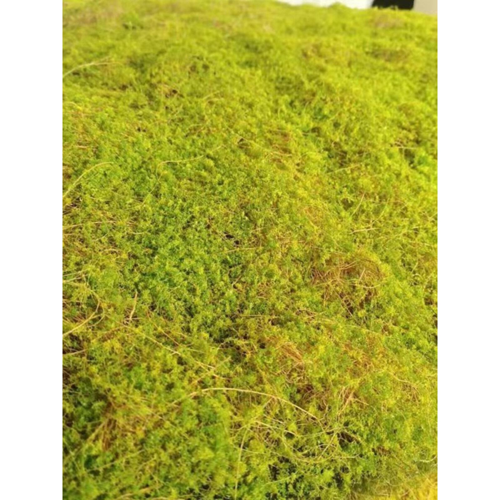 模拟苔藓草坪棕色丝苔窗微景观植物墙人造草皮黄绿不朽景观