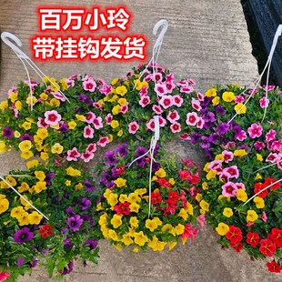 百万小玲吊篮舞春花盆栽带花苞阳台花卉四季开花庭院绿植花园植物