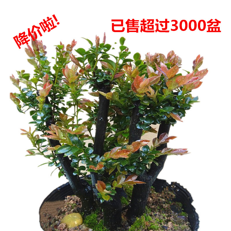 名贵小叶紫檀盆景树桩室内客厅桌面四季常青绿植盆栽花卉