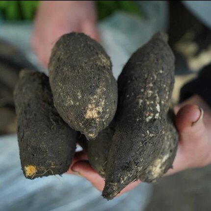 云南当季新鲜蔬菜应季蔬菜佛手瓜根洋丝瓜根炒菜煲汤粉糯清香