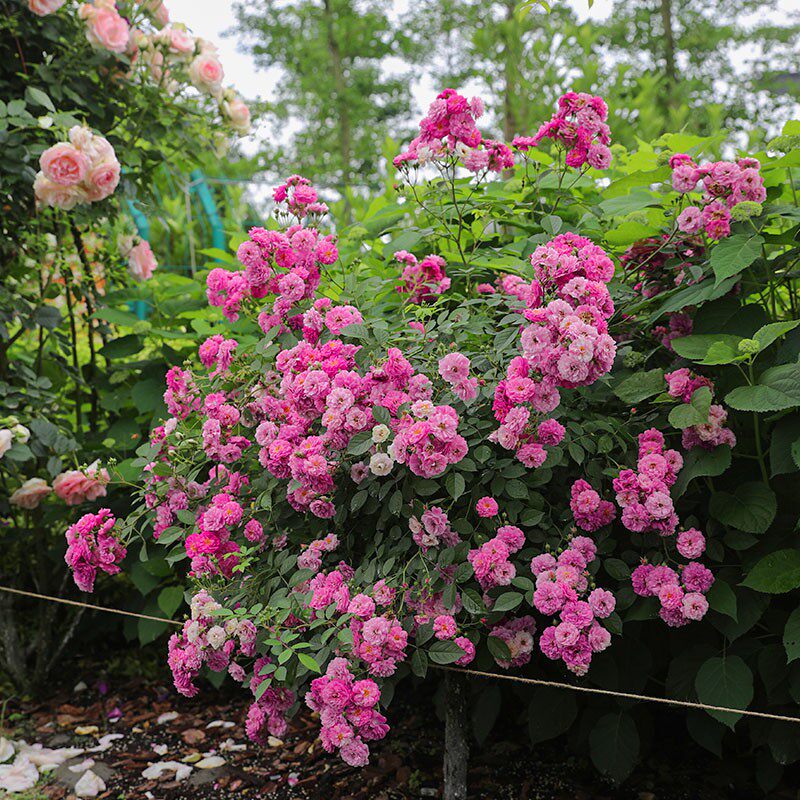甜蜜马车微月浓香多头好养院台庭阳盆栽花物植卉花苗