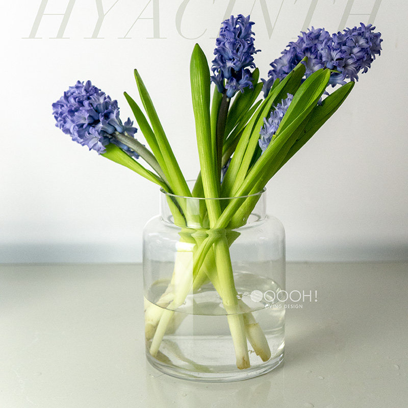 OOOOHns简约透明玻璃花瓶宽口水培插花器,家居饰品,花瓶,淘宝优惠券,粉丝福利购,淘宝优惠卷